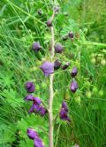 Verbascum phoeniceum